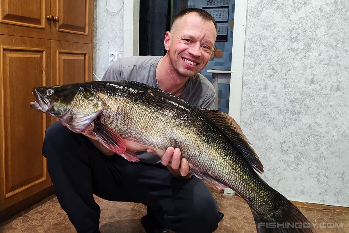 В Беларуси рыбак поймал гигантского судака