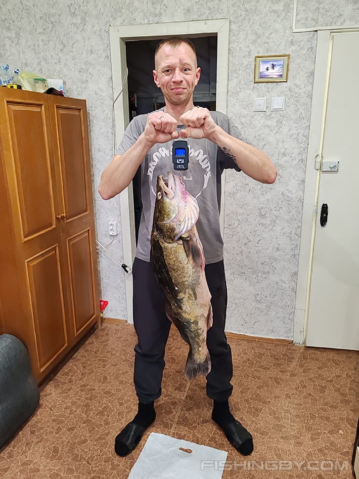 В Беларуси рыбак поймал гигантского судака