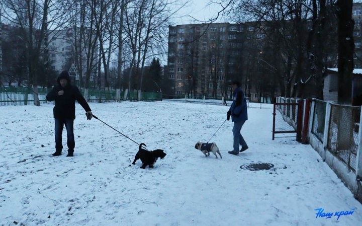 «Снег сойдет – весь двор будет в мерзких кучках». В Барановичах пенсионерка возмущается, что рядом с ее домом выгуливают собак