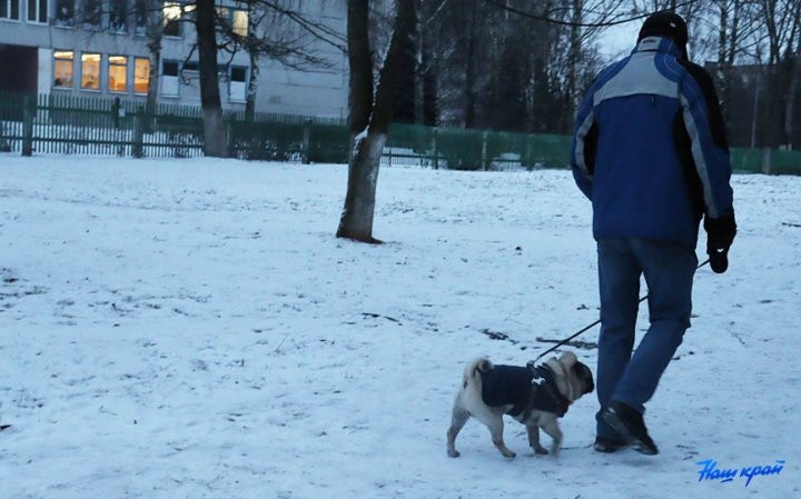 «Снег сойдет – весь двор будет в мерзких кучках». В Барановичах пенсионерка возмущается, что рядом с ее домом выгуливают собак