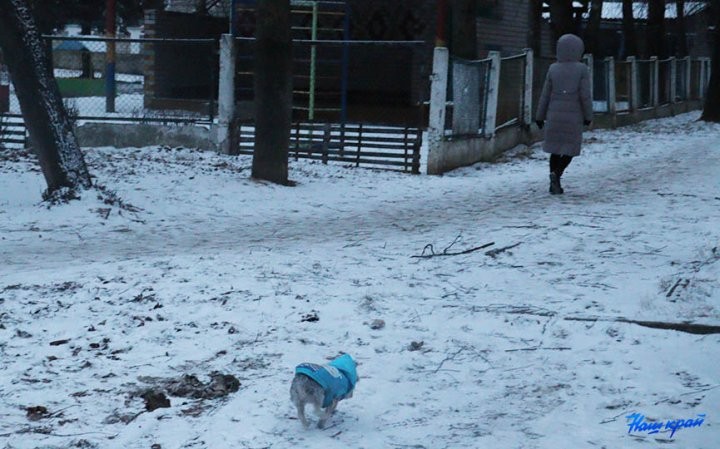 «Снег сойдет – весь двор будет в мерзких кучках». В Барановичах пенсионерка возмущается, что рядом с ее домом выгуливают собак