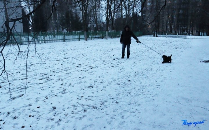 «Снег сойдет – весь двор будет в мерзких кучках». В Барановичах пенсионерка возмущается, что рядом с ее домом выгуливают собак