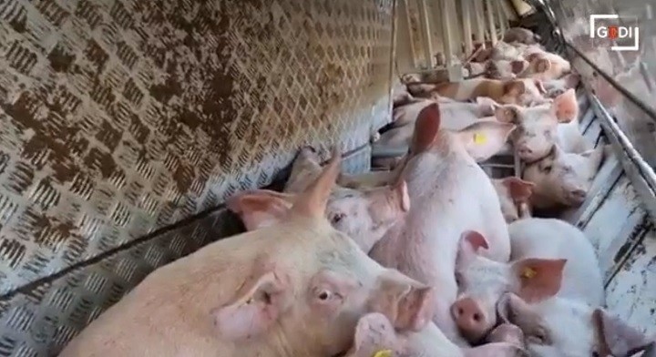 В Италии обернулась фура со свиньями, которых везли белорусы