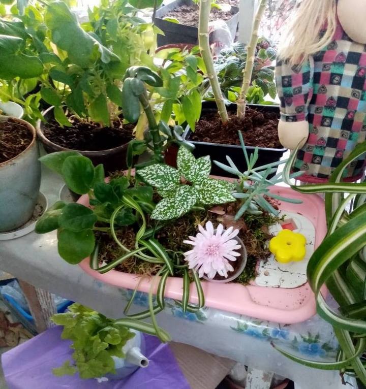 Кусочек тропиков есть в Высоком (Брестская область)