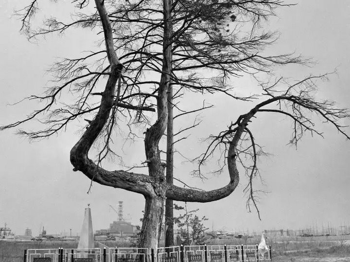 Дерево-трезубец обнаружили в Беловежской пуще