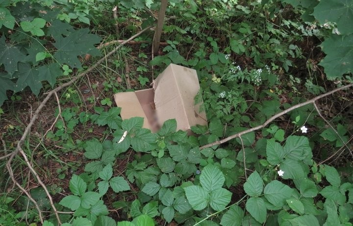 Женщина родила девочку и отнесла в лес умирать