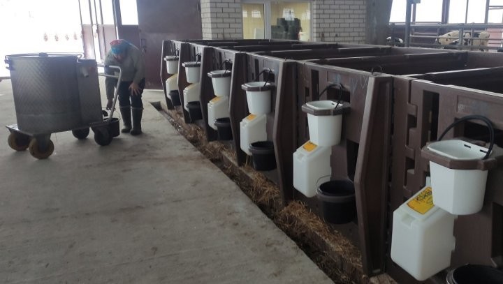 В Пинском районе телят кормит «молочная няня»