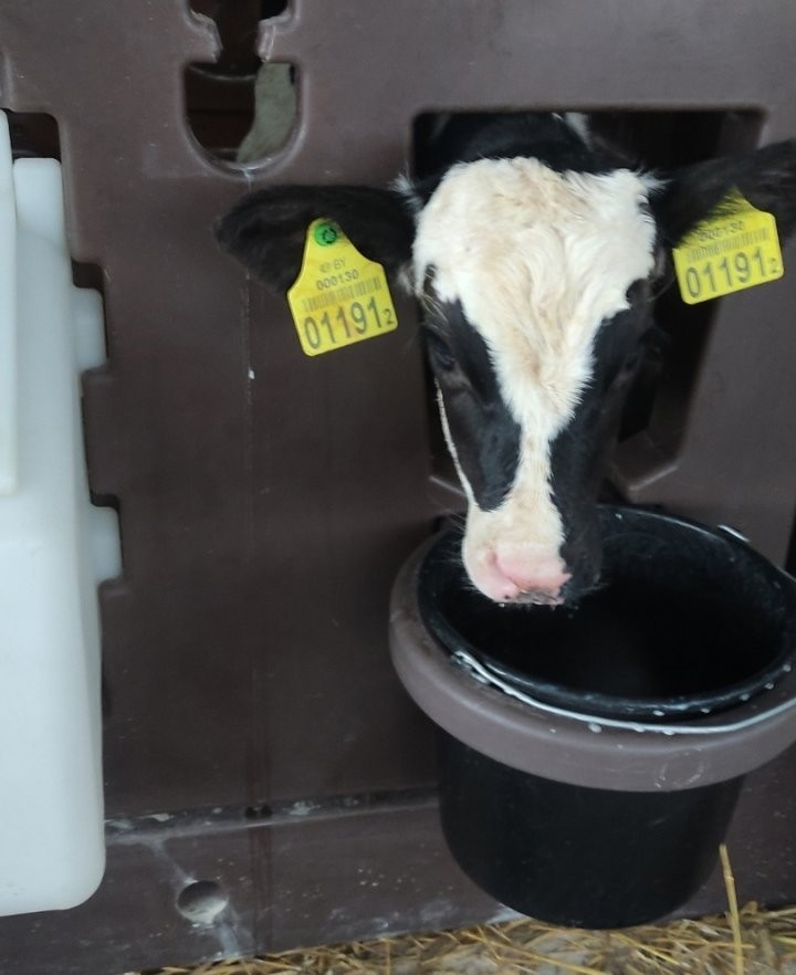 В Пинском районе телят кормит «молочная няня»