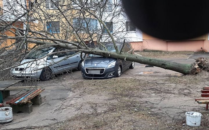 В Барановичах сломанное дерево придавило сразу несколько автомобилей