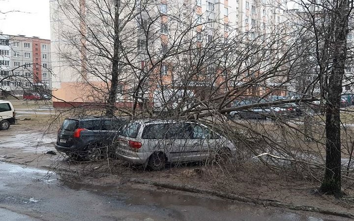 В Барановичах сломанное дерево придавило сразу несколько автомобилей