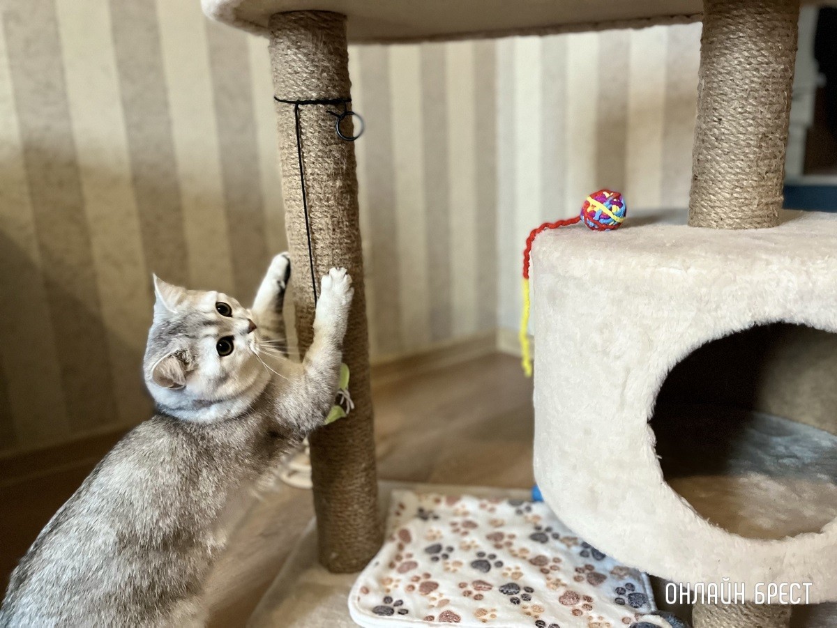 Психология поведения домашних кошек и собак. Разбираемся вместе с зоологом и «Доктор Хвостов»