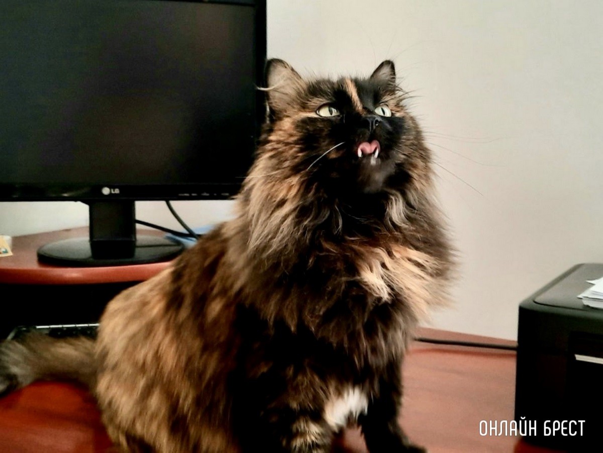 Психология поведения домашних кошек и собак. Разбираемся вместе с зоологом и «Доктор Хвостов»