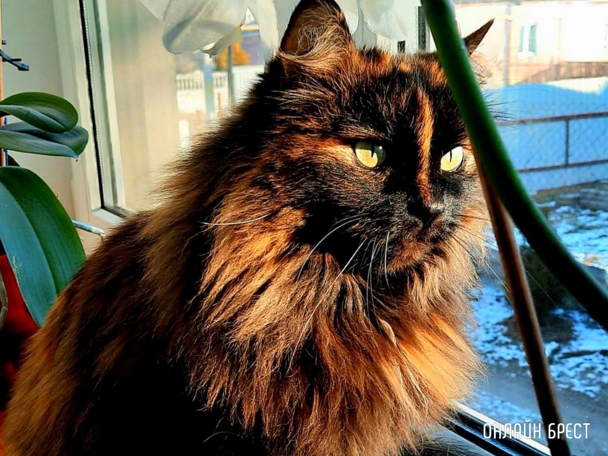 Психология поведения домашних кошек и собак. Разбираемся вместе с зоологом и «Доктор Хвостов»