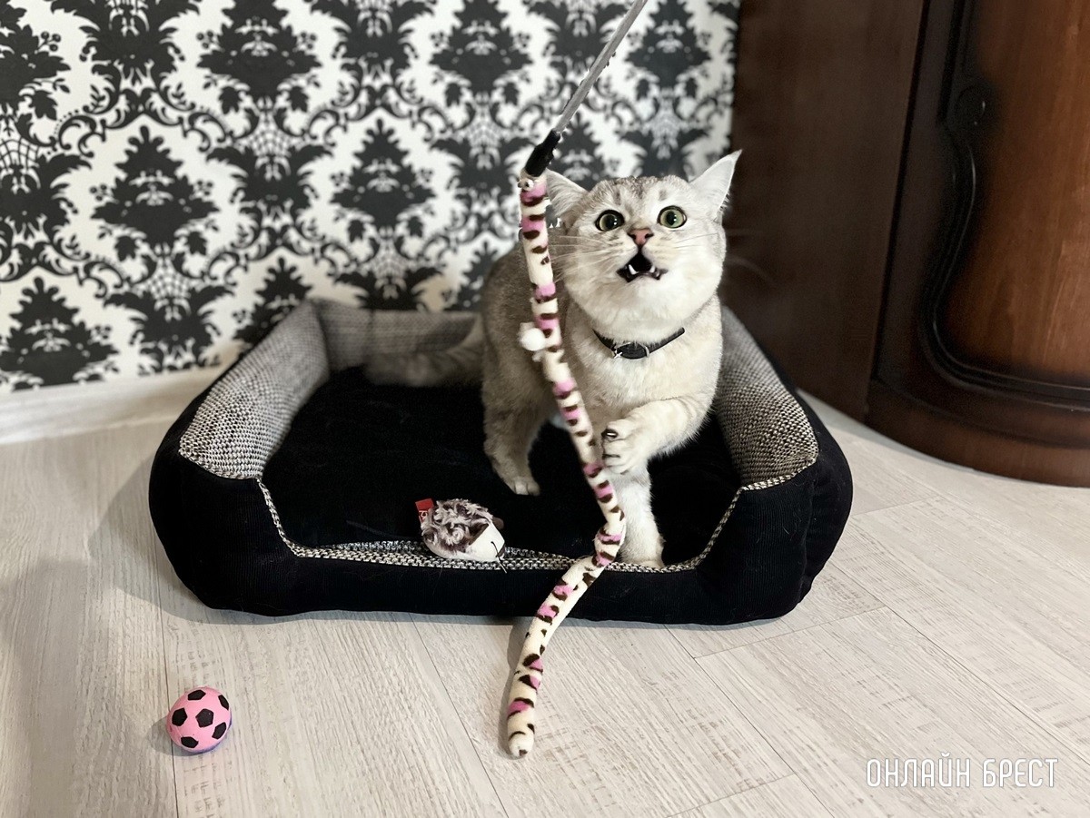 Психология поведения домашних кошек и собак. Разбираемся вместе с зоологом и «Доктор Хвостов»