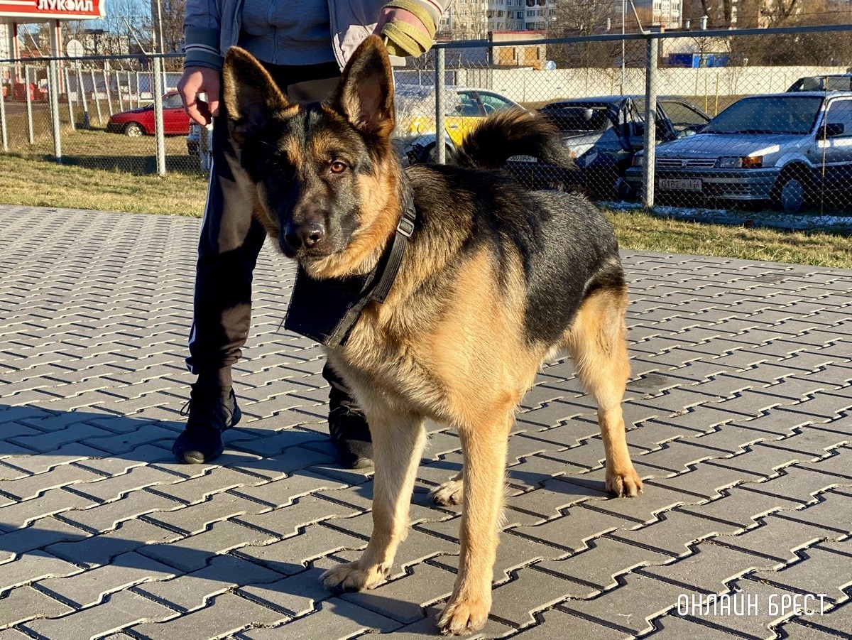 Психология поведения домашних кошек и собак. Разбираемся вместе с зоологом и «Доктор Хвостов»