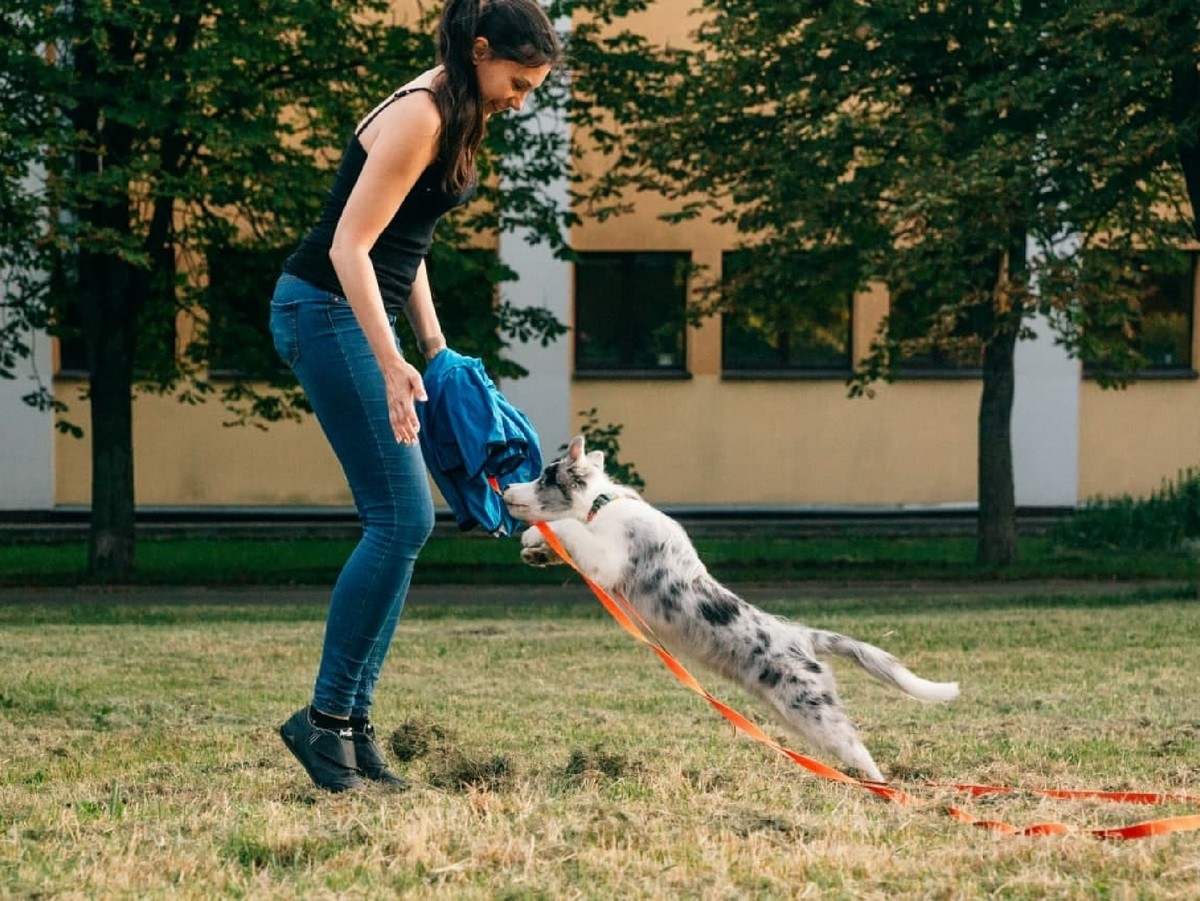Психология поведения домашних кошек и собак. Разбираемся вместе с зоологом и «Доктор Хвостов»