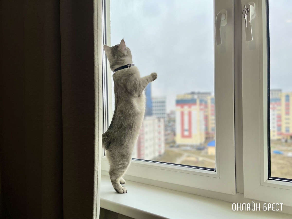 Психология поведения домашних кошек и собак. Разбираемся вместе с зоологом и «Доктор Хвостов»