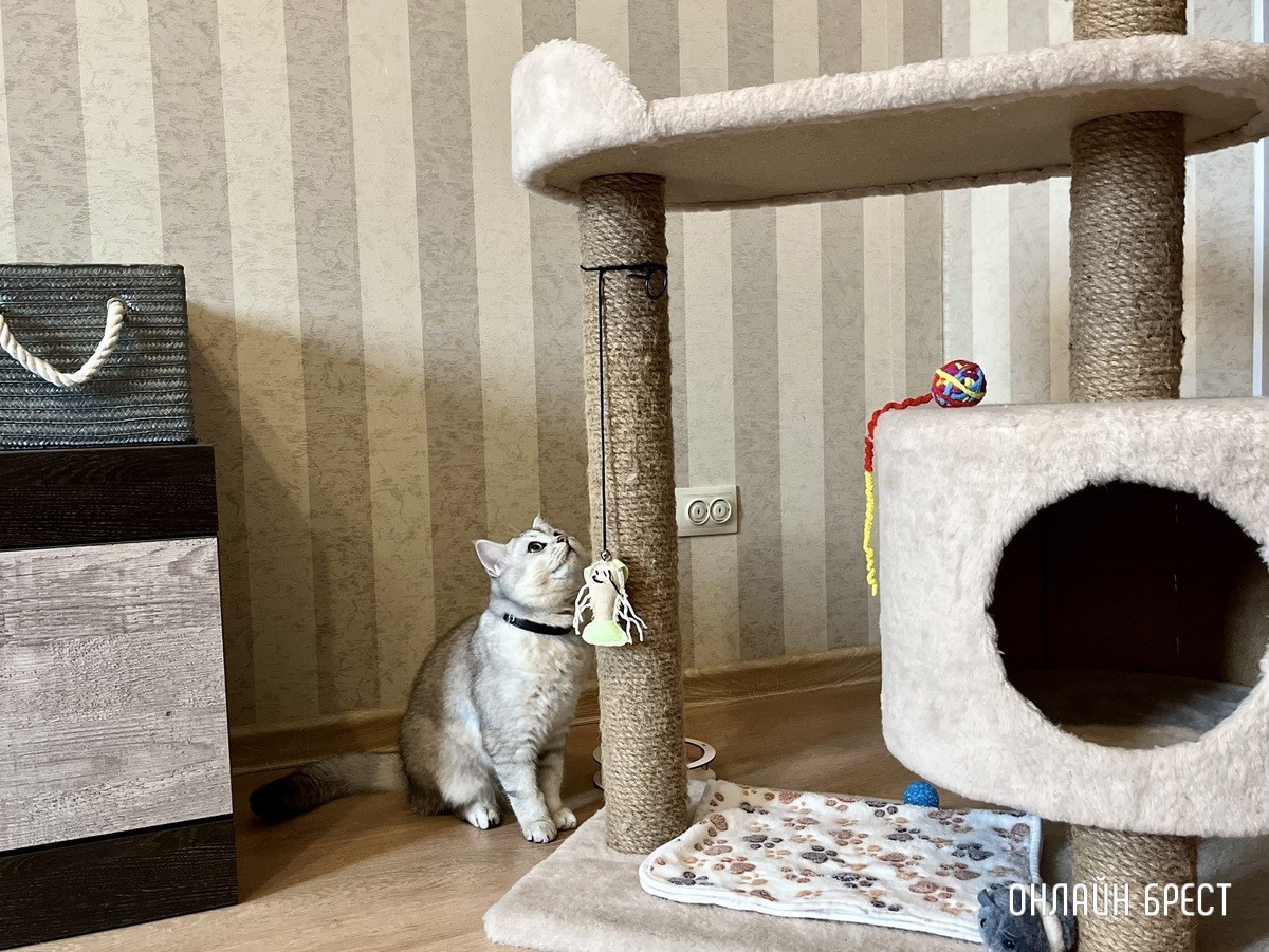 Психология поведения домашних кошек и собак. Разбираемся вместе с зоологом и «Доктор Хвостов»