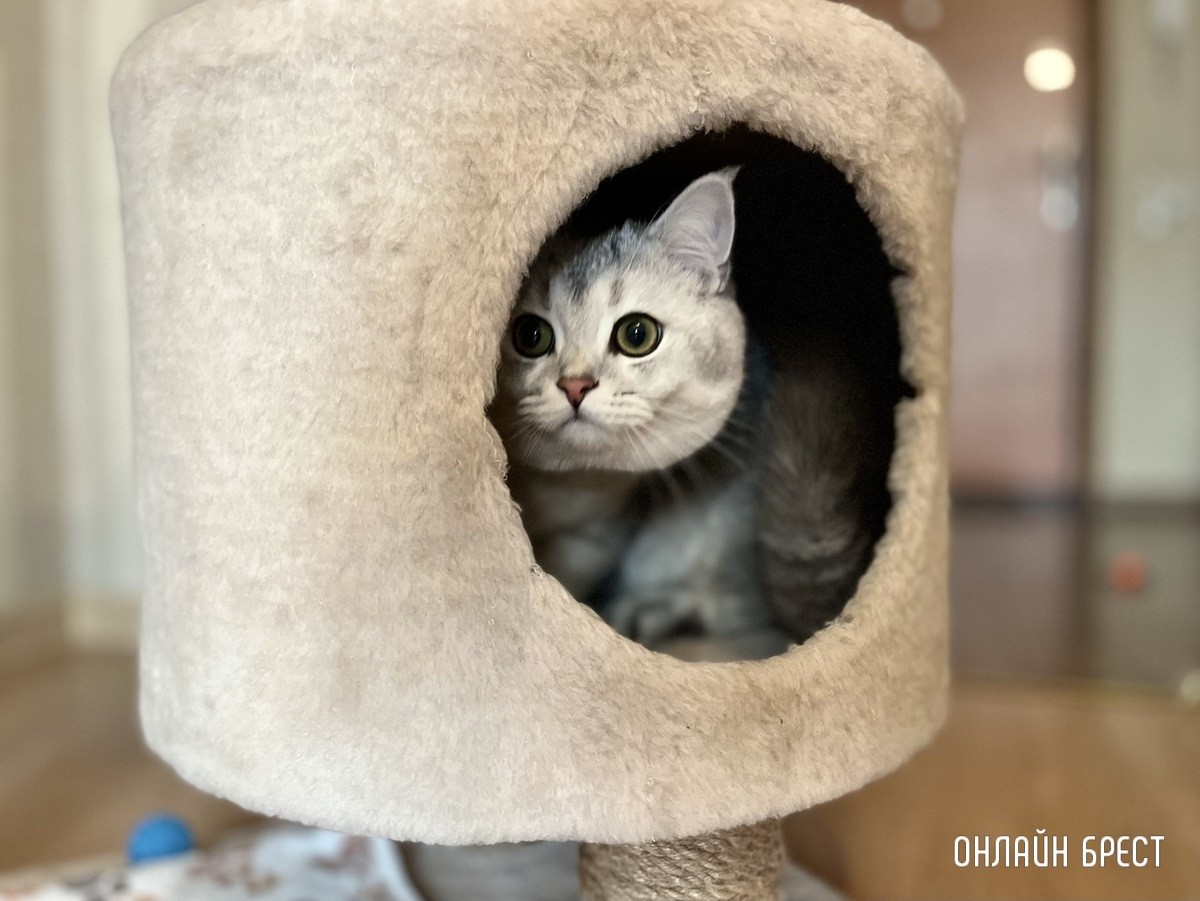 Психология поведения домашних кошек и собак. Разбираемся вместе с зоологом и «Доктор Хвостов»