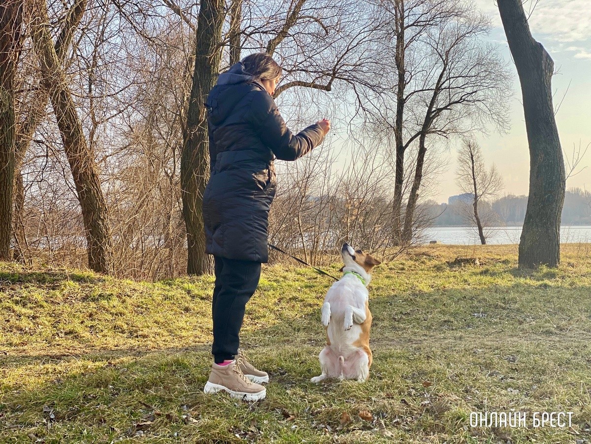 Психология поведения домашних кошек и собак. Разбираемся вместе с зоологом и «Доктор Хвостов»