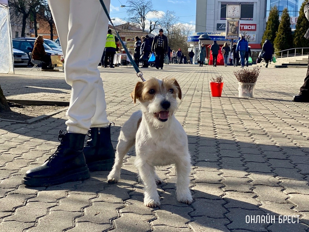 Психология поведения домашних кошек и собак. Разбираемся вместе с зоологом и «Доктор Хвостов»