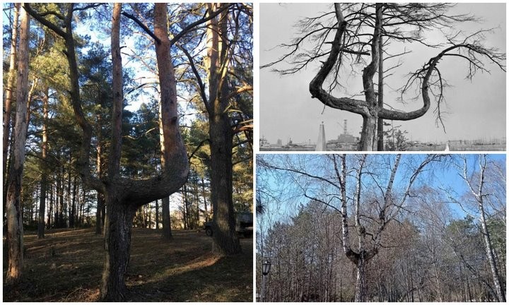 Ученые называют это чудом. В Дрогичине растет уникальное дерево