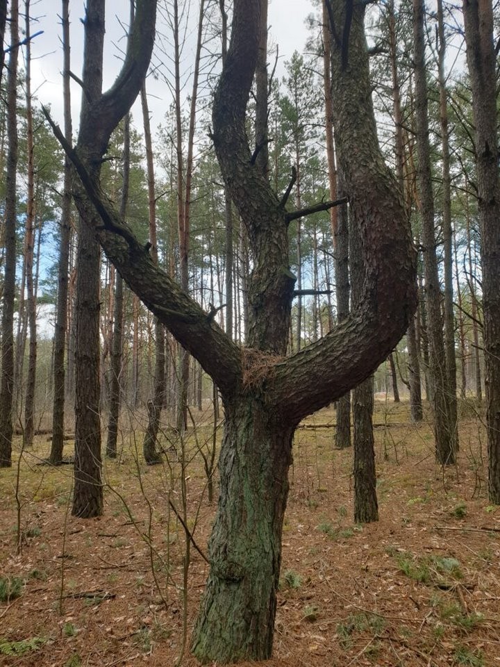 Ученые называют это чудом. В Дрогичине растет уникальное дерево