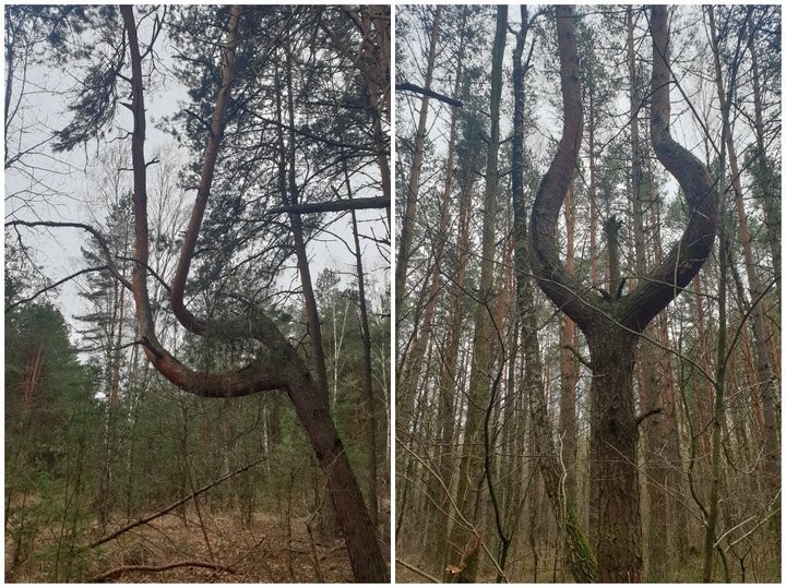 Ученые называют это чудом. В Дрогичине растет уникальное дерево