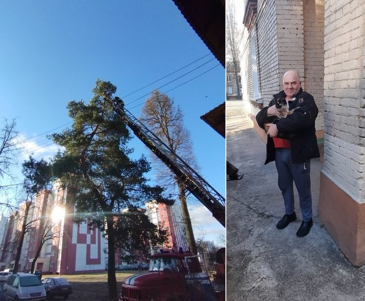 В Брестской области спасатели помогли спуститься на землю кошке, которая забралась на высокую сосну