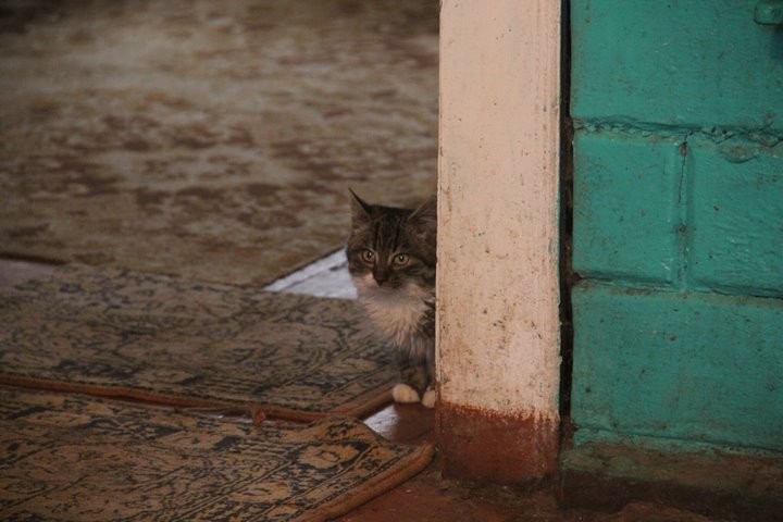 Зооволонтеры помогли сельчанке из Дрогичинского района