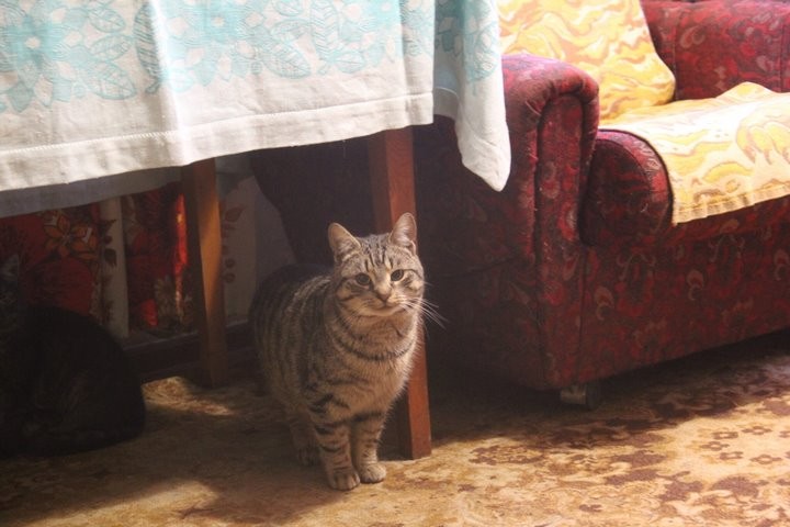 Зооволонтеры помогли сельчанке из Дрогичинского района