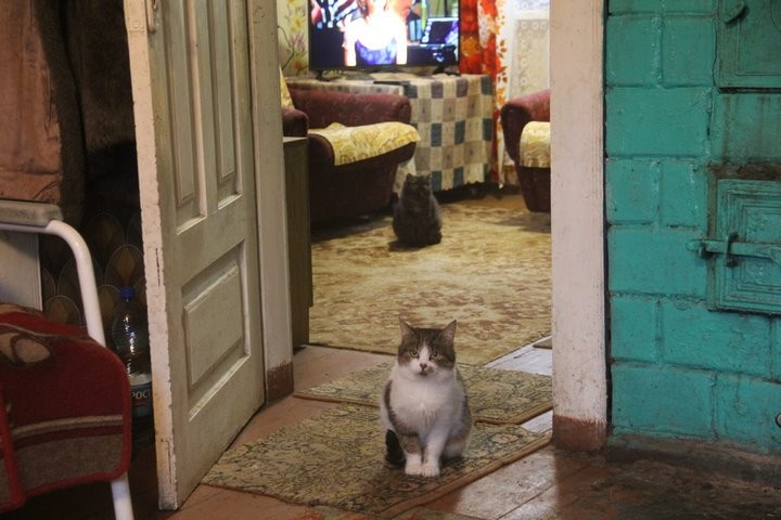 Зооволонтеры помогли сельчанке из Дрогичинского района