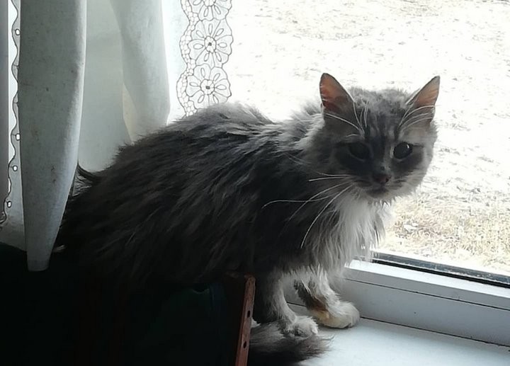 Зооволонтеры помогли сельчанке из Дрогичинского района