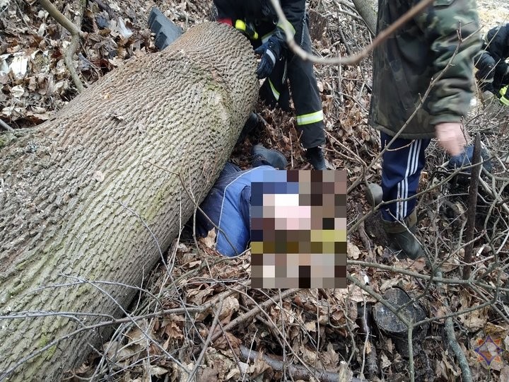 В Мозыре на мужчину упало дерево