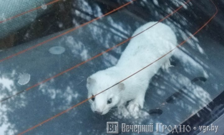 «Ласковый» авто: житель Гродно обнаружил дикого зверя в купленной машине