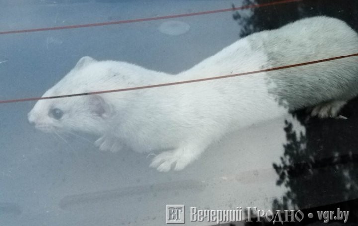 «Ласковый» авто: житель Гродно обнаружил дикого зверя в купленной машине