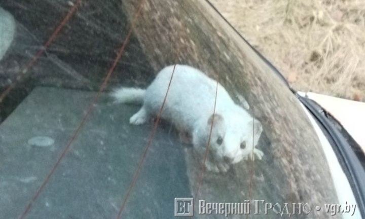 «Ласковый» авто: житель Гродно обнаружил дикого зверя в купленной машине