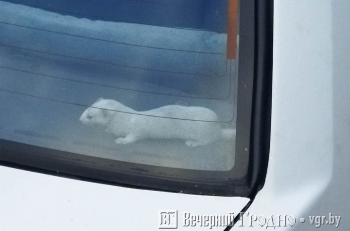 «Ласковый» авто: житель Гродно обнаружил дикого зверя в купленной машине