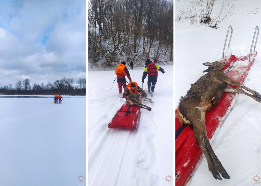 Спасатели вытащили из полыньи тонущую косулю