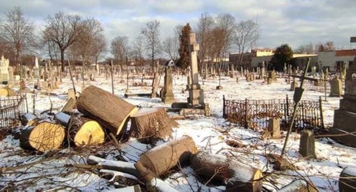 Как решается проблема аварийных деревьев на кладбищах Бреста