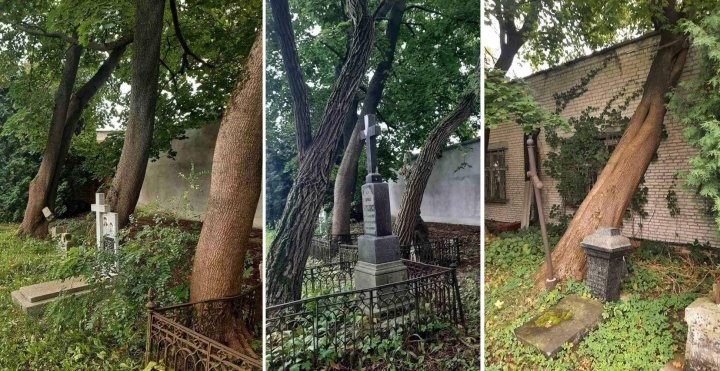 Как решается проблема аварийных деревьев на кладбищах Бреста