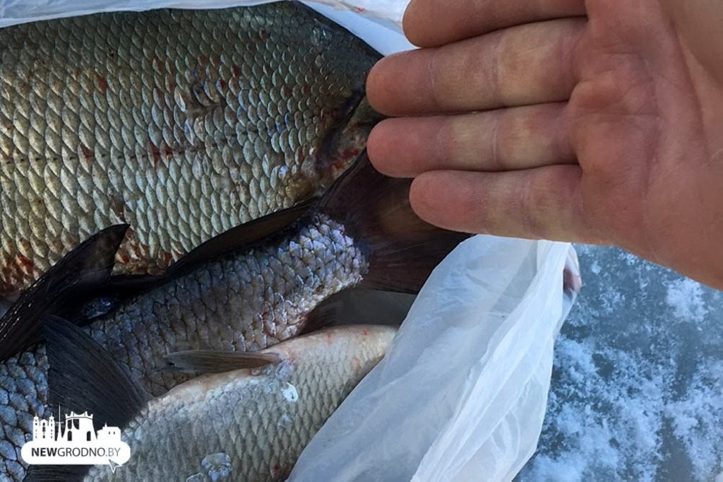 Оголодали? Толпы «рыбаков» снова выгребают рыбу из зимовального затона