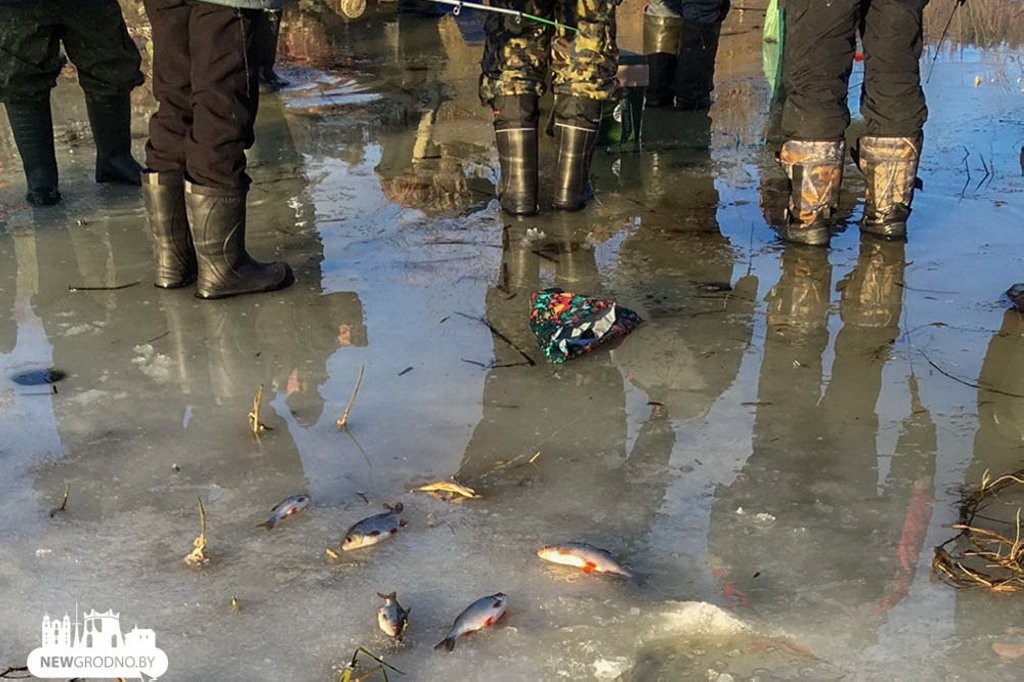 Оголодали? Толпы «рыбаков» снова выгребают рыбу из зимовального затона