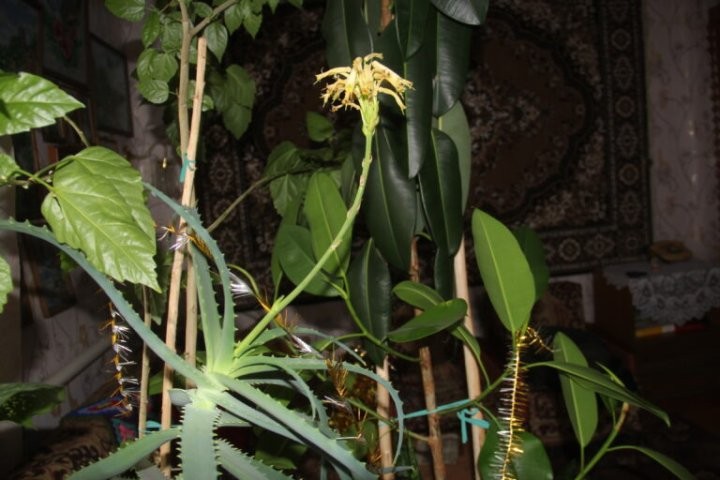 У пенсионерки из Дрогичина зацвел алоэ