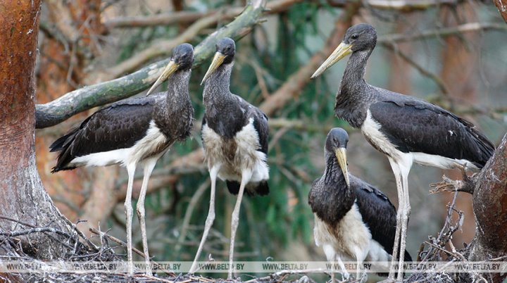 Более 50 мест обитания черного аиста выявлено в Брестской области