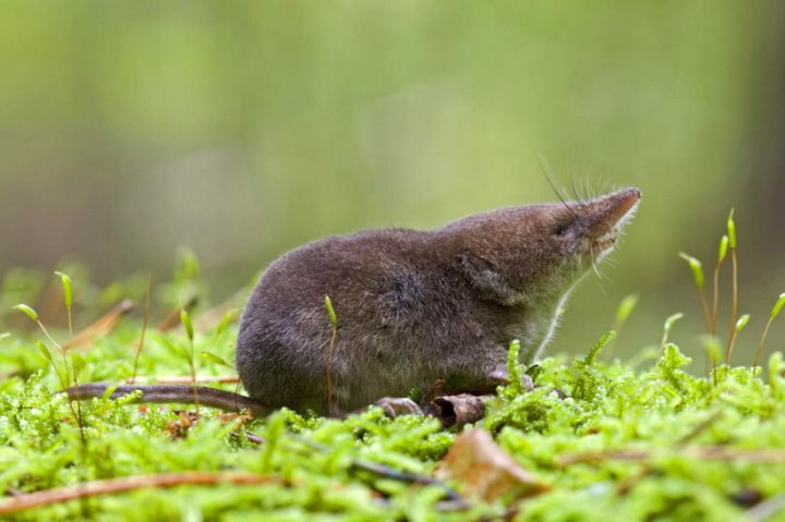 Воняет и пищит. Чемпион мира по прожорливости живет в Беларуси