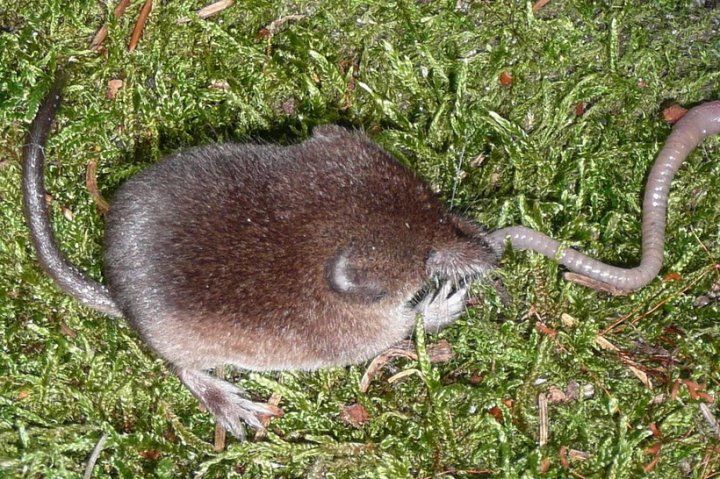 Воняет и пищит. Чемпион мира по прожорливости живет в Беларуси