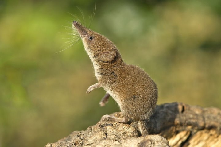 Воняет и пищит. Чемпион мира по прожорливости живет в Беларуси