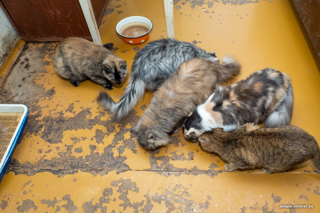 «Я говорил жене: ну невозможно же так жить!» Белоруска приютила дома больше 20 котов, а теперь тяжело больна