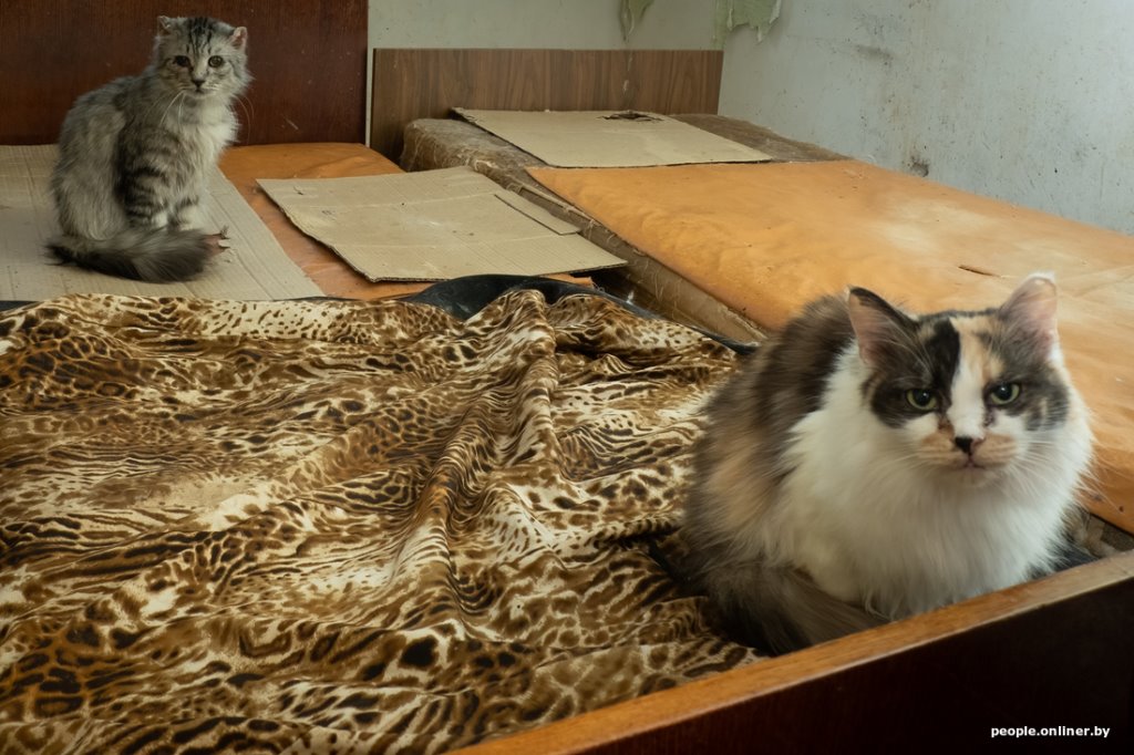 «Я говорил жене: ну невозможно же так жить!» Белоруска приютила дома больше 20 котов, а теперь тяжело больна